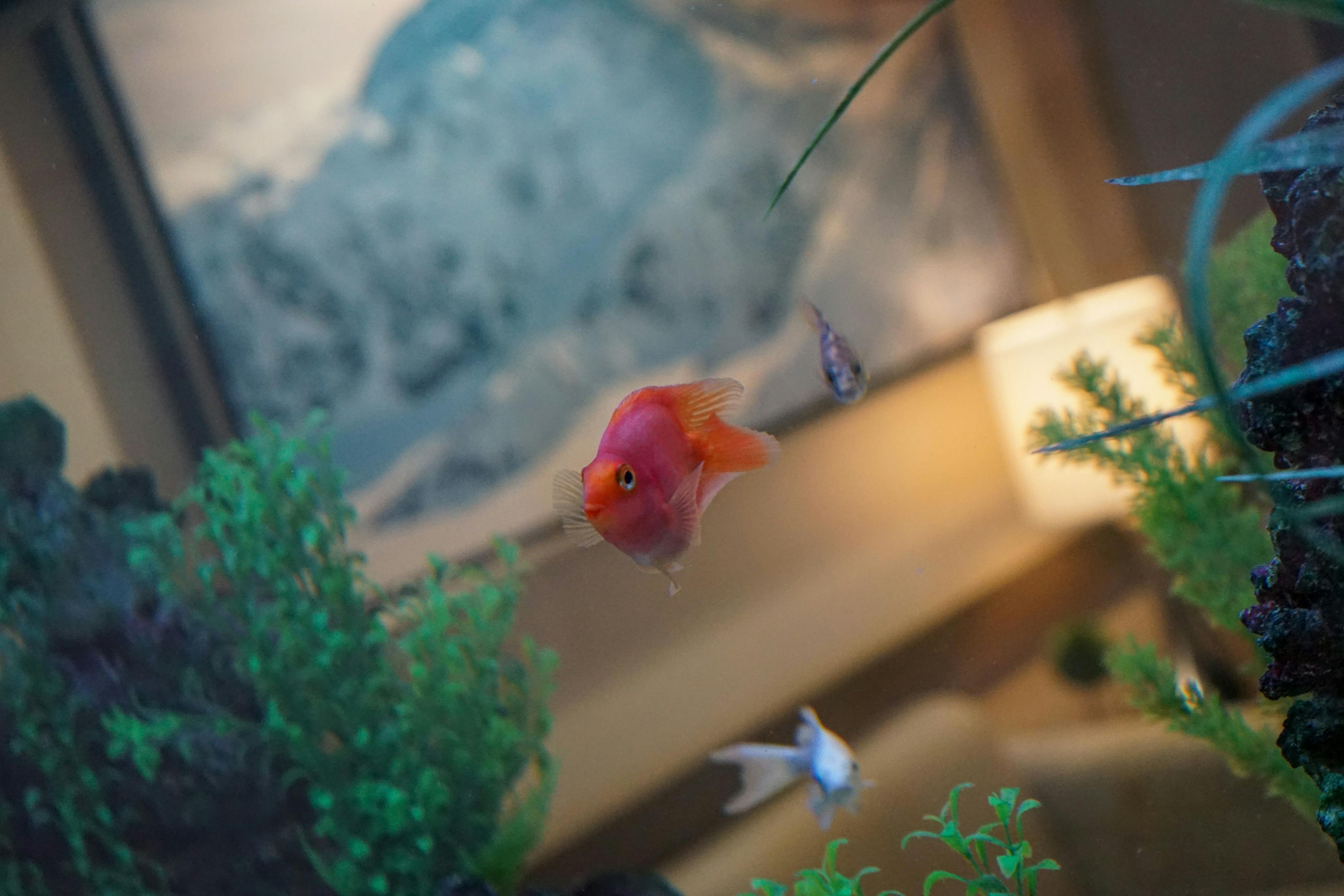 a goldfish is swimming in a fish tank in front of a painting .