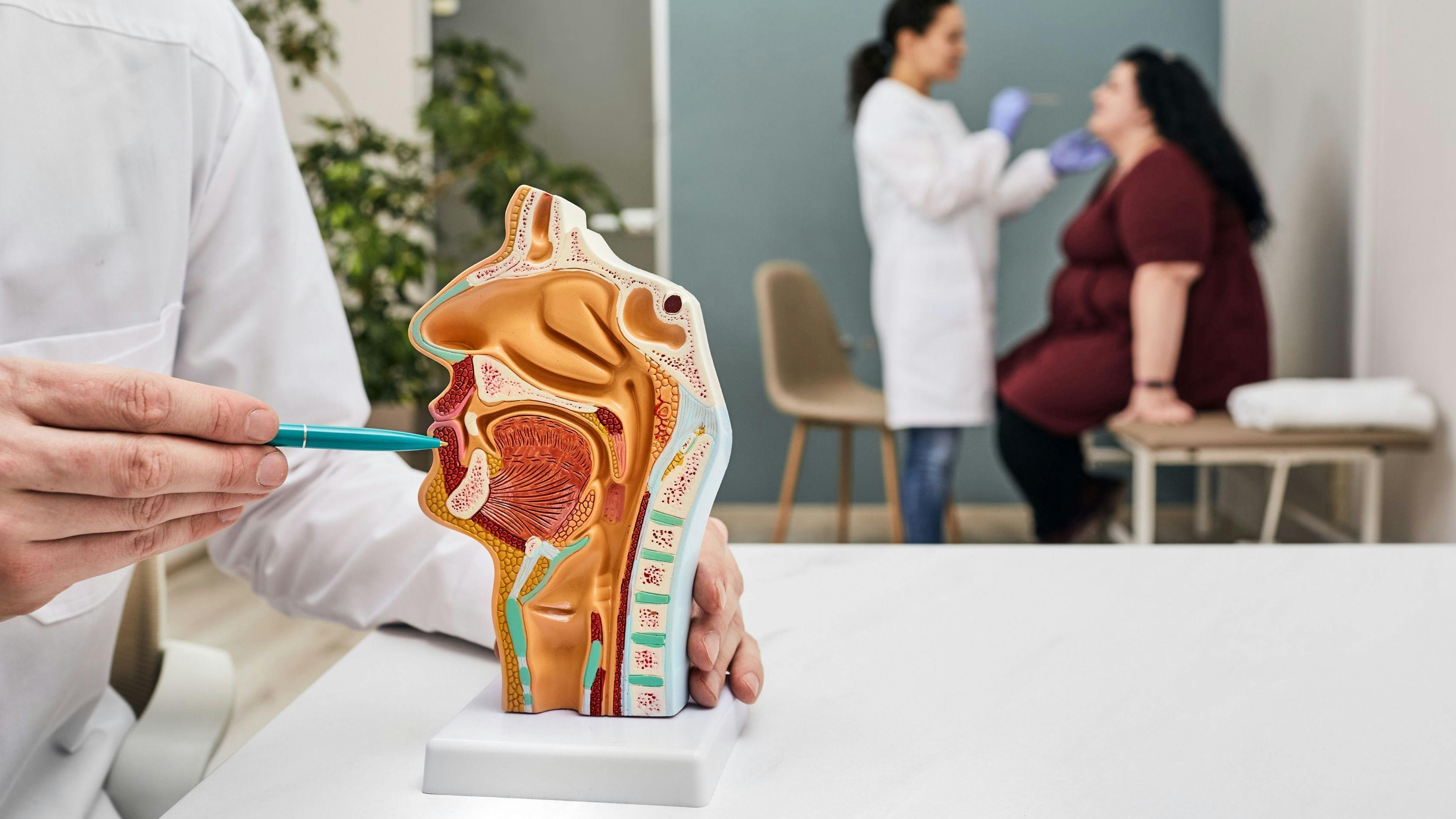 a doctor is holding a model of the human nose and throat .