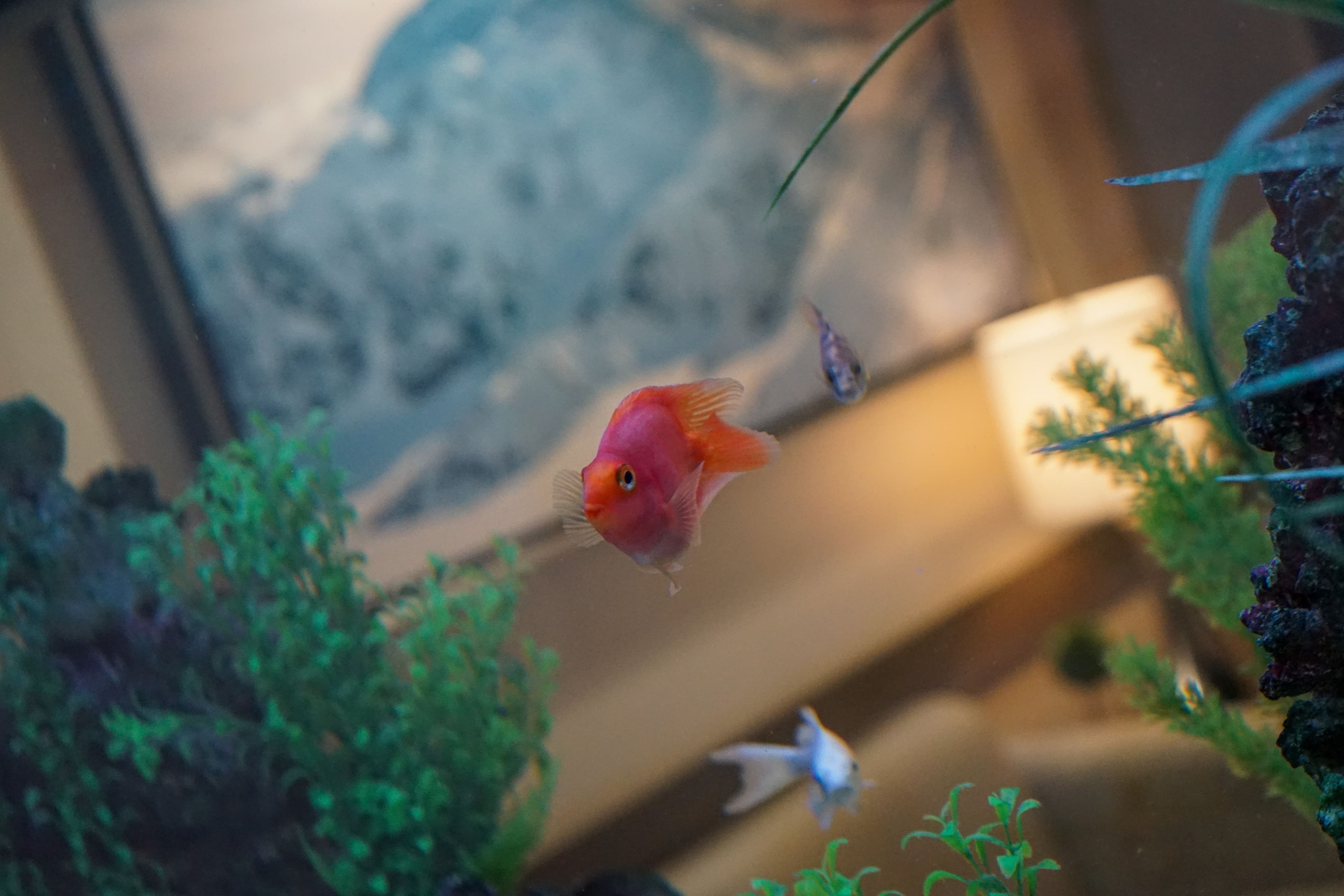 North Atlanta Primary Care at East Cobb offers a large, saltwater fish tank for patients to enjoy.