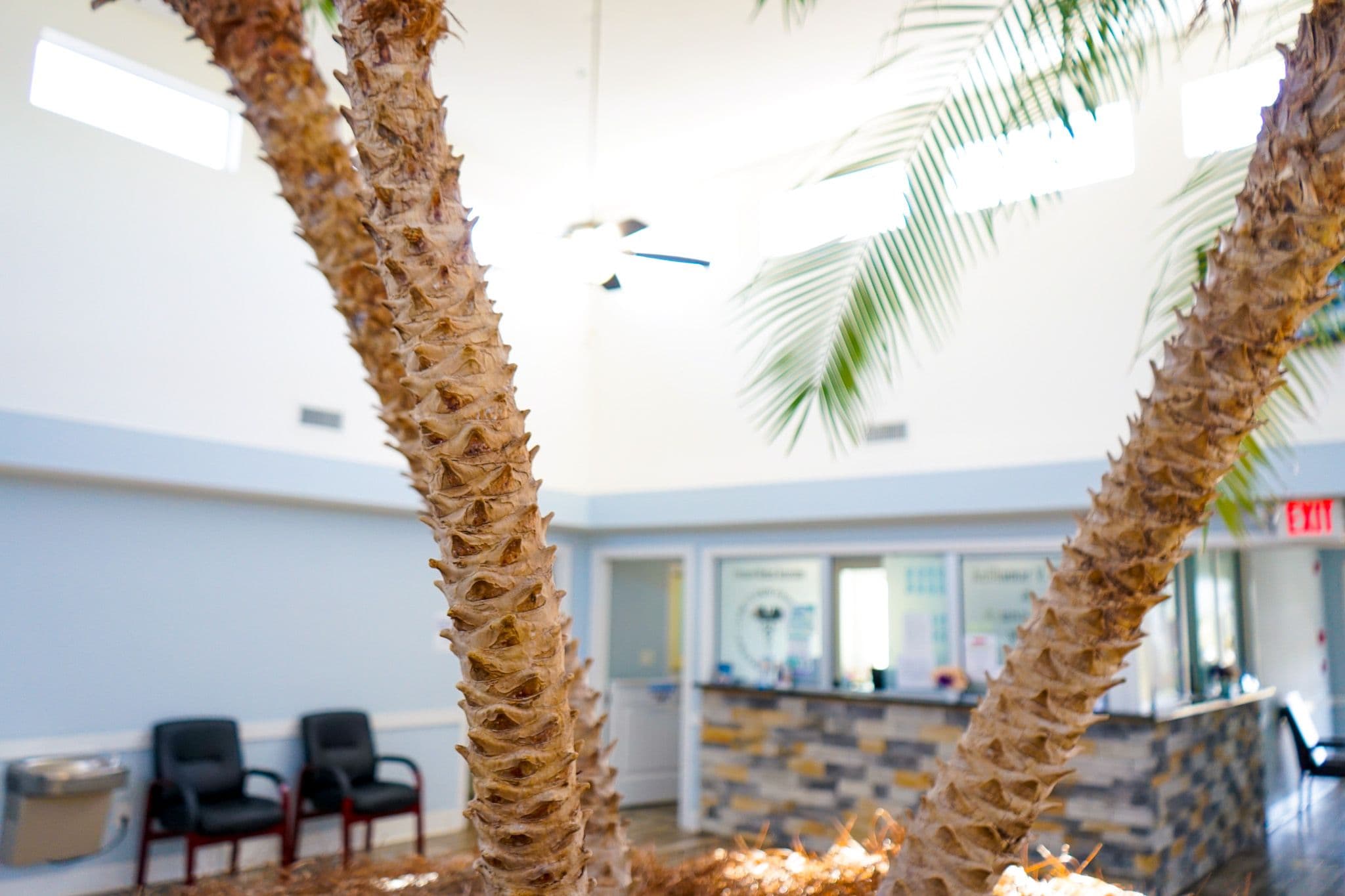 Advanced Medical Associates at South Houston Road has a large lobby with live palm trees growing within.