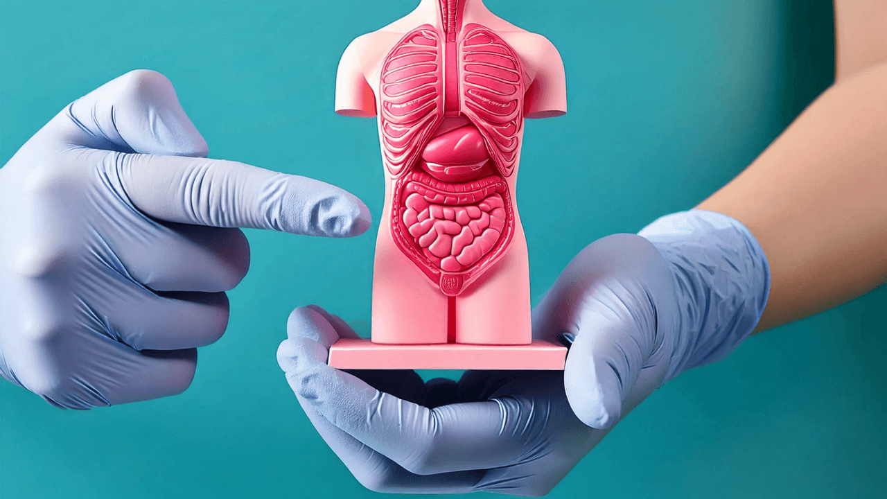 Colorectal Cancer: a person wearing blue gloves is holding a model of the human digestive system