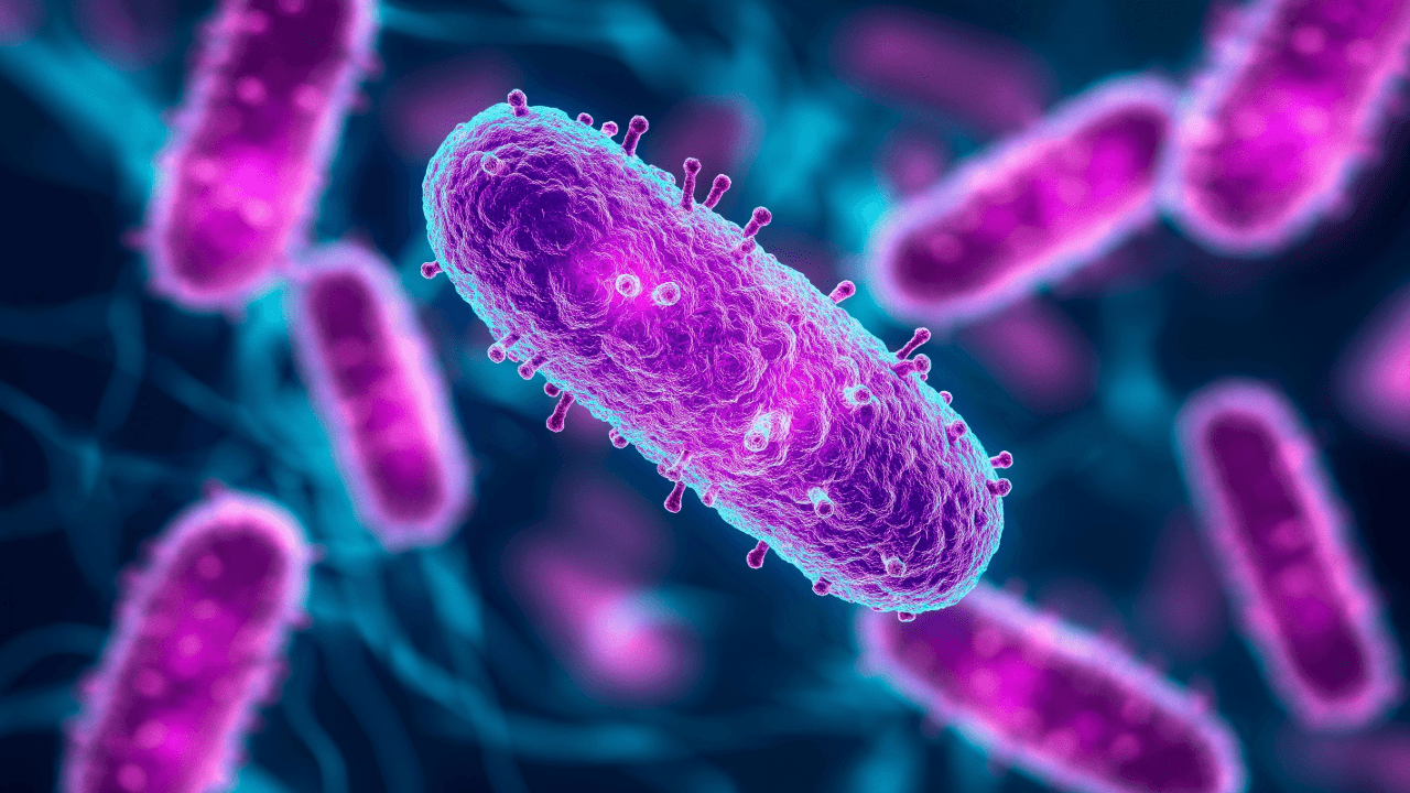 Sepsis Infections: a computer generated image of a group of bacteria.