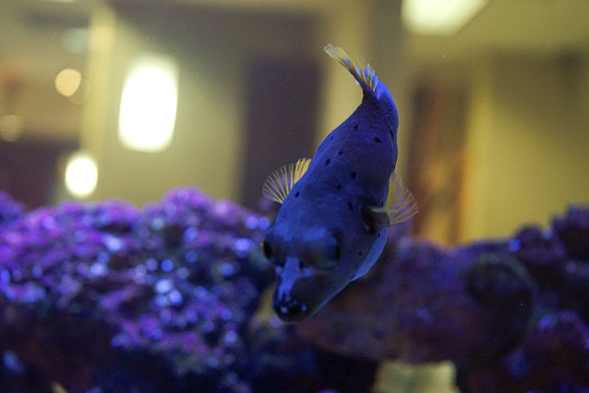 North Atlanta Primary Care in Cumming features a large saltwater fish tank for patients to enjoy.