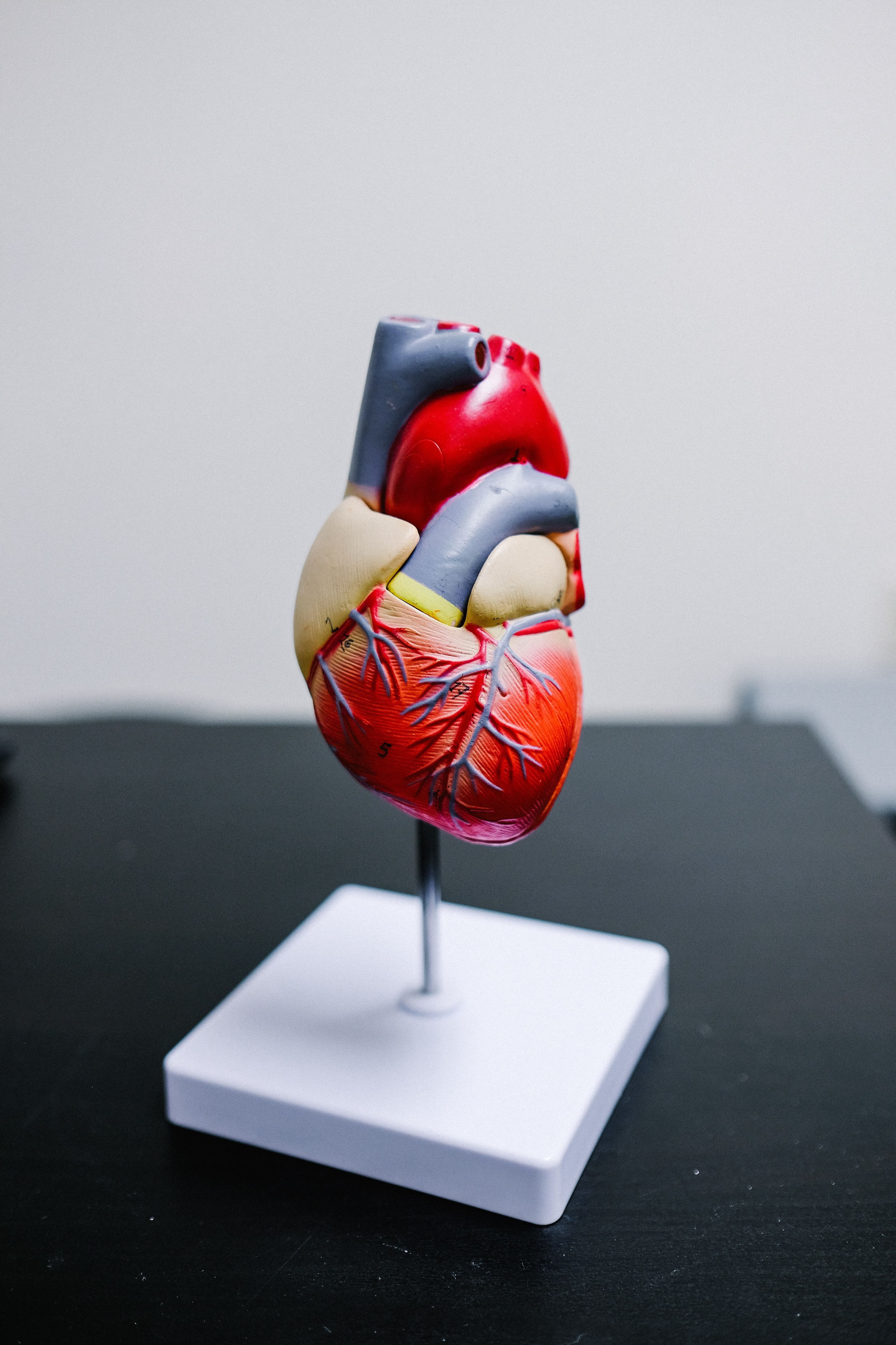 a model of a human heart on a white base