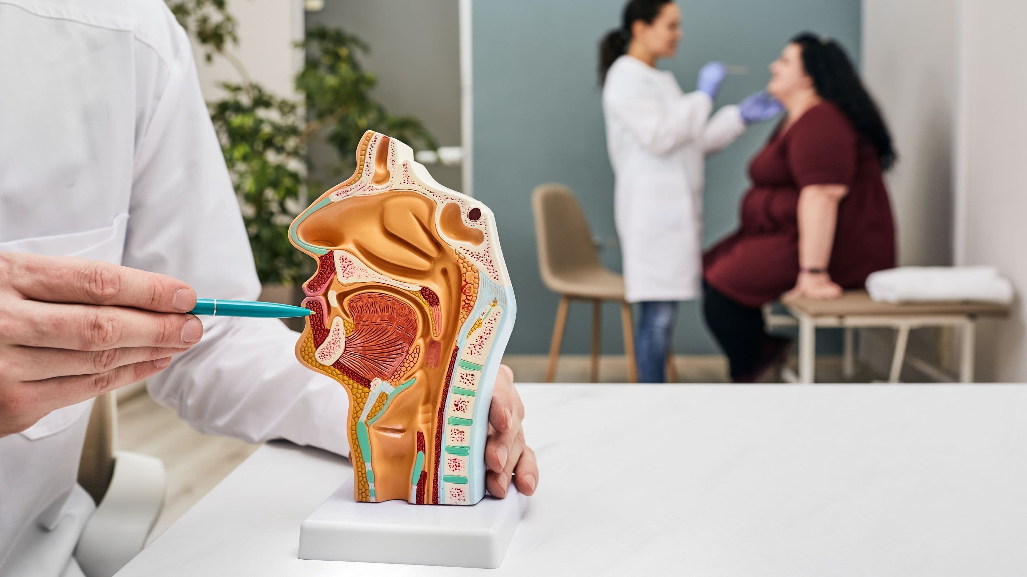 a doctor is holding a model of the human nose and throat .
