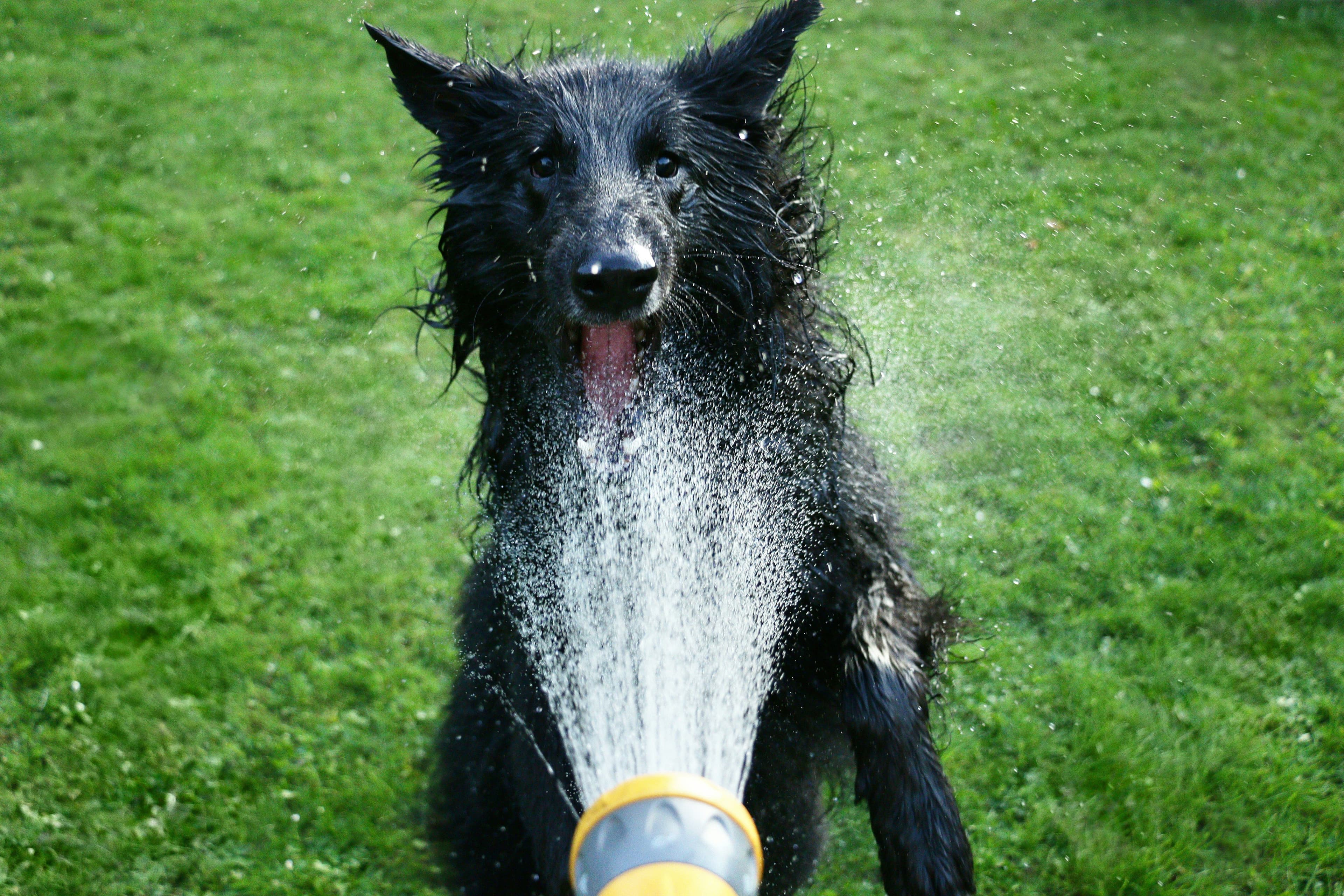 a black dog is drinking water from a yellow hose .
